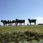 koeien langs het water